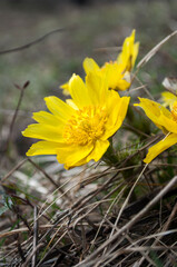 Yellow forest flowers Adonis vernalis, pheasant's eye on the spring meadow.