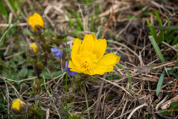 Yellow forest flowers Adonis vernalis, pheasant's eye on the spring meadow.