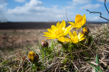 Yellow forest flowers Adonis vernalis, pheasant's eye on the spring meadow.