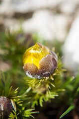 Yellow forest flowers Adonis vernalis, pheasant's eye on the spring meadow. - obrazy, fototapety, plakaty