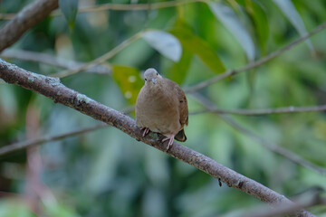 sparrow on a branch