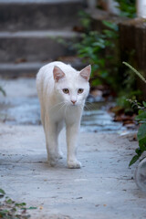 white cat on the wall