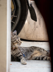 cat in the door resting