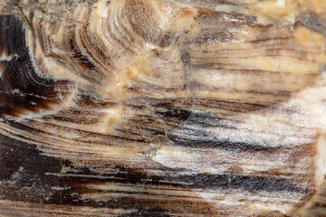 Petrified wood texture. Layered structure of petrified wood, stone.