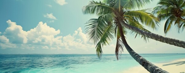 View of Palm trees in beautiful tropical sea on a sunny day