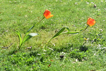 Two tulips in the wind, San Giuliano Nuovo, Alessandria, Piedmont, Italy