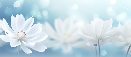 Three delicate white flowers aligned in a straight row on a soft green background, creating a serene and tranquil scene
