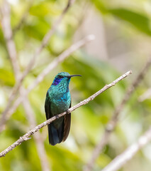 Lesser Violetear Hummingbird perched on a thin branch