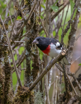 Male adult Rose-breasted Grosbeak bird in a woodland in Costa Rica
