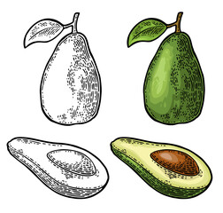 Whole and half avocado with seed and leaf. Vector color and black vintage engraving and flat illustration for menu, poster. Isolated on white background