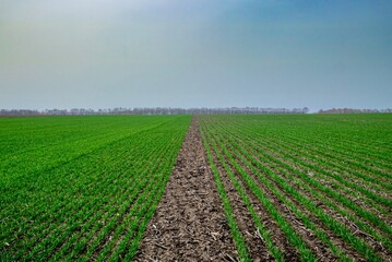 field of wheat with different types of sowing 