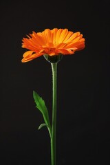 A single orange flower in a black vase. Perfect for home decor