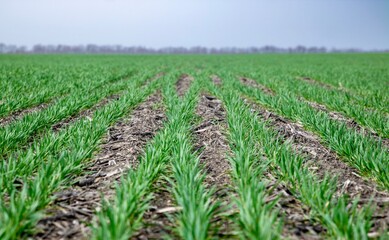 Crossed rows of green wheat