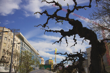 trees in the city, silhouette of a tree against the background of a city street.
