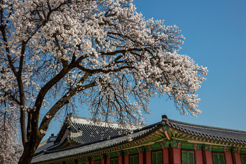 Fototapeta premium 경복궁의 봄