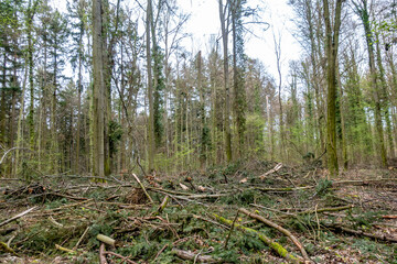 Frisch gefällte Bäume im Mischwald