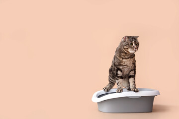Cute cat in litter box on beige background - obrazy, fototapety, plakaty