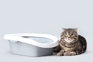 Cute cat with litter box lying on grey background © Pixel-Shot