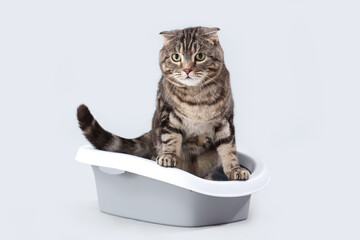 Cute cat in litter box on grey background
