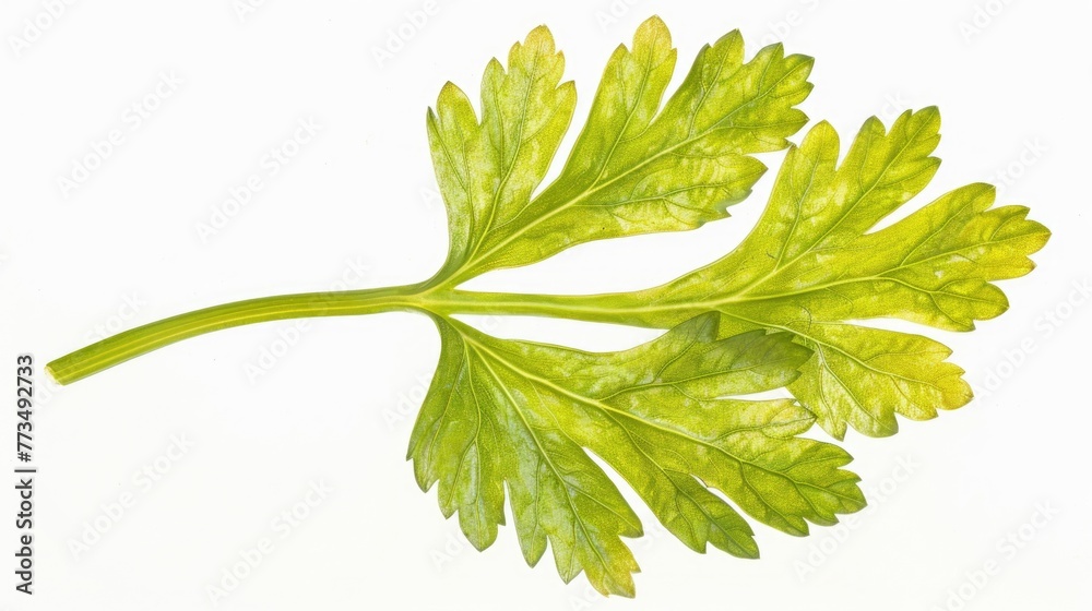 Poster close up of a green leaf on a white background. suitable for botanical projects