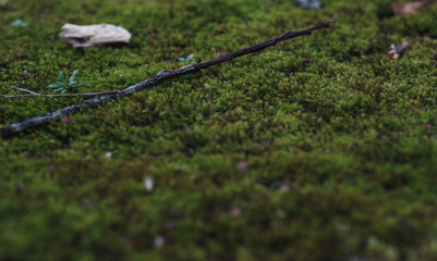 green moss in spring texture