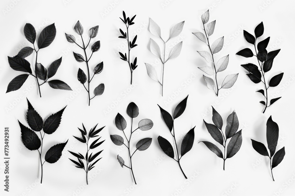 Poster collection of different types of leaves, perfect for botanical projects