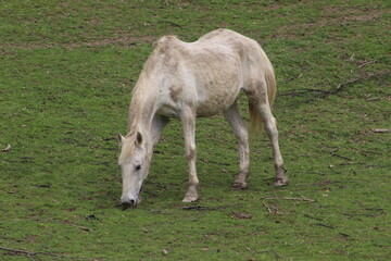 foal in the meadow