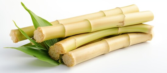 Several bamboo sticks with green leaves clustered together in a close-up shot, showcasing the...