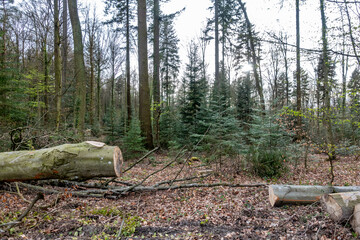 Frisch gefällte Bäume im Mischwald