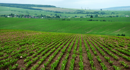 Rows in sugar beet a field, hills landscape with cloudy sky on background. Focus on the leaves