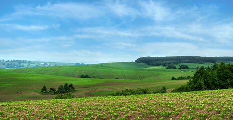 Sugar beet field on hills, panoramic view of landscape with cloudy sky
