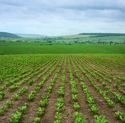 Fototapeta na wymiar Rows of sugar beet, focus on the leaves, hills background with cloudy sky