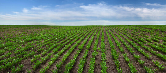 Sugar beet crops field, agricultural landscape and blue sky