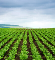 Close up of rows sugar beet at field, hills landscape with cloudy sky on background.