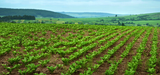 Rows of sugar beet Focus on the leaves, hills landscape and problem sectors with weeds, horsetail