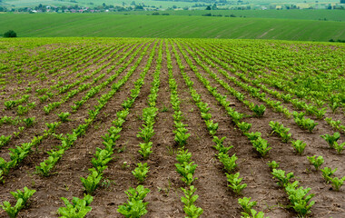 Rows of sugar beet leaves and hills in a field , focus on the leaves and soil with straw