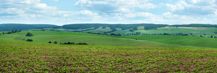 panoramic view of hills of sugar beet fields landscape with cloudy sky