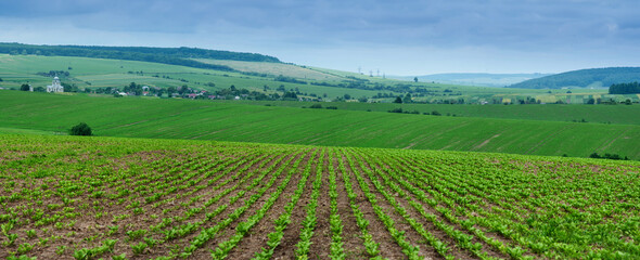 Fototapeta na wymiar Hills landscape with cloudy sky over rows of sugar beets in the field