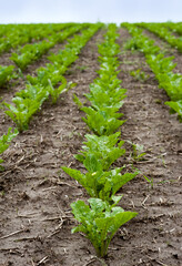 Field of sweet sugar beet growing Selective focus on row
