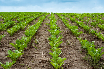 Field of sweet sugar beet growing, Focus on the young, fresh leaves close-up