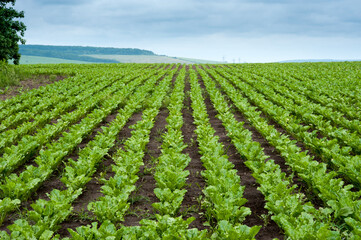 young, fresh leaves close-up on rows in the Field of sweet sugar