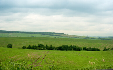 panoramic landscape with cloudy sky on sugar beet field on hills