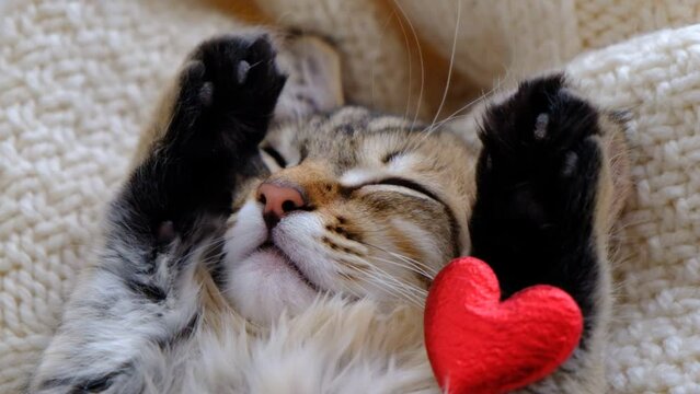 Pretty cute kitten relaxing on the bed with red heart. Tabby cat. Funny pets. Valentines Day, Birthday, Dating.  Hands up