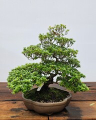 bonsai tree in public gardens