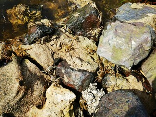 huge army of crabs as a tremendous wave 