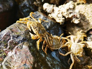 crabs on stones