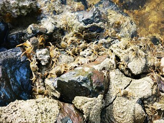huge army of crabs as a tremendous wave 