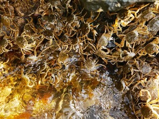 huge army of crabs as a tremendous wave 