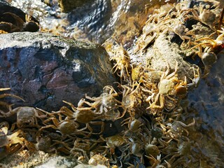 huge army of crabs as a tremendous wave 