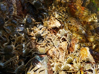 huge army of crabs as a tremendous wave 